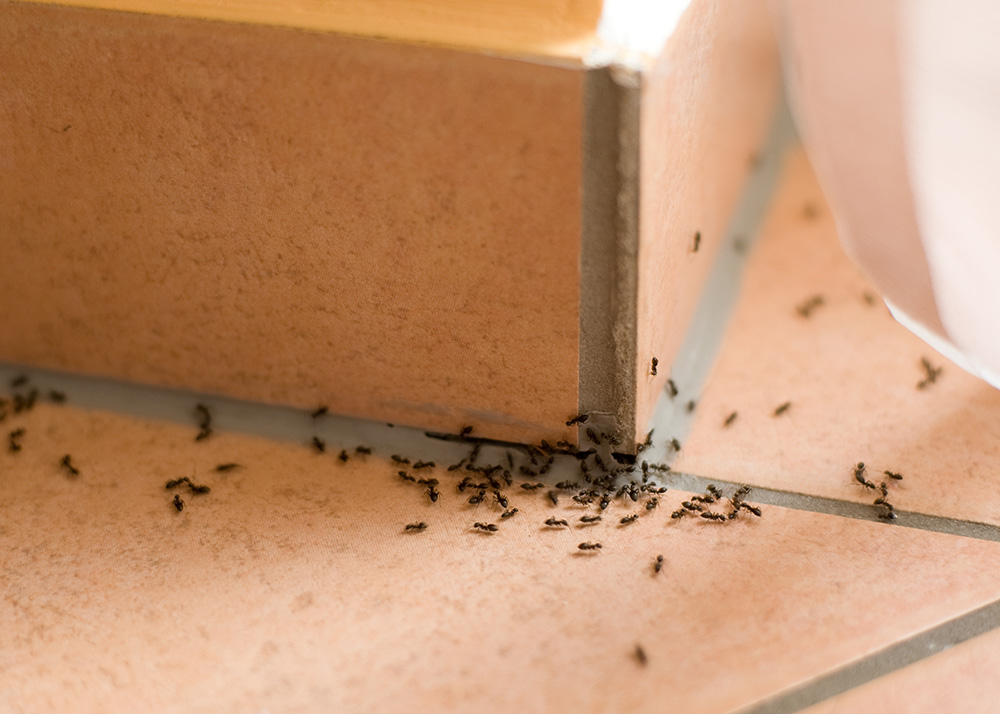 Trucos caseros para acabar con las hormigas en casa